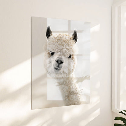 Cheeky Alpaca