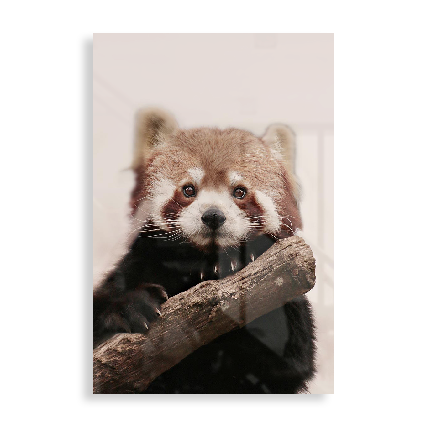 Red Panda