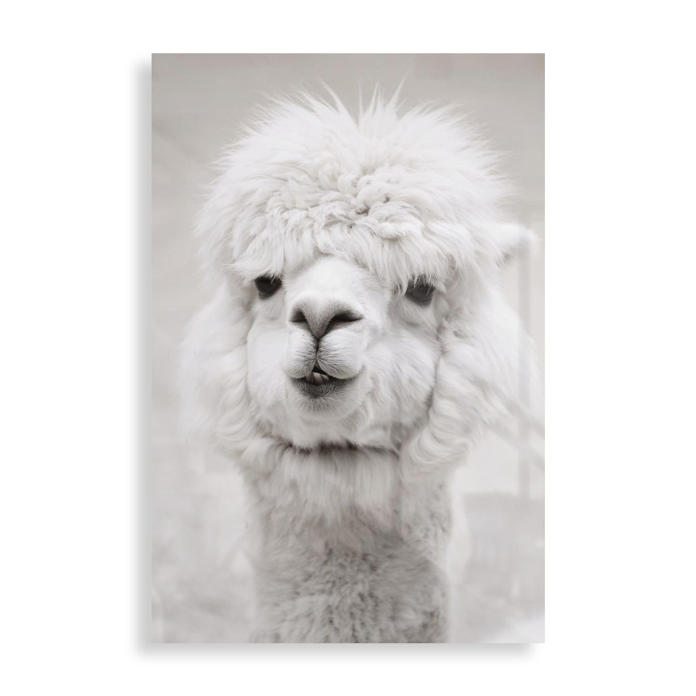 White Alpaca