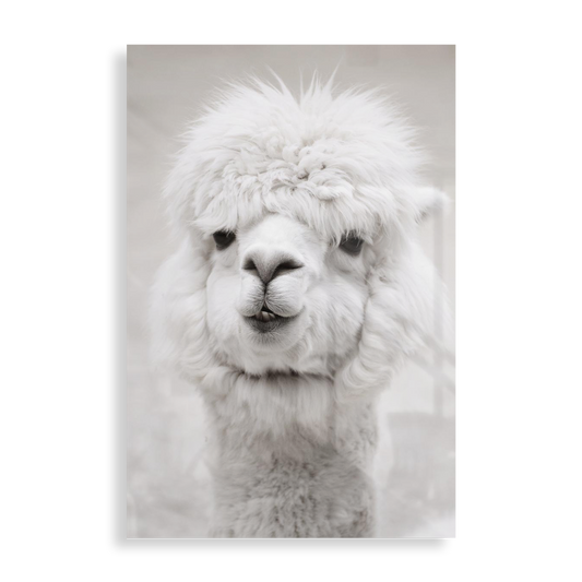 Hvid Alpaca