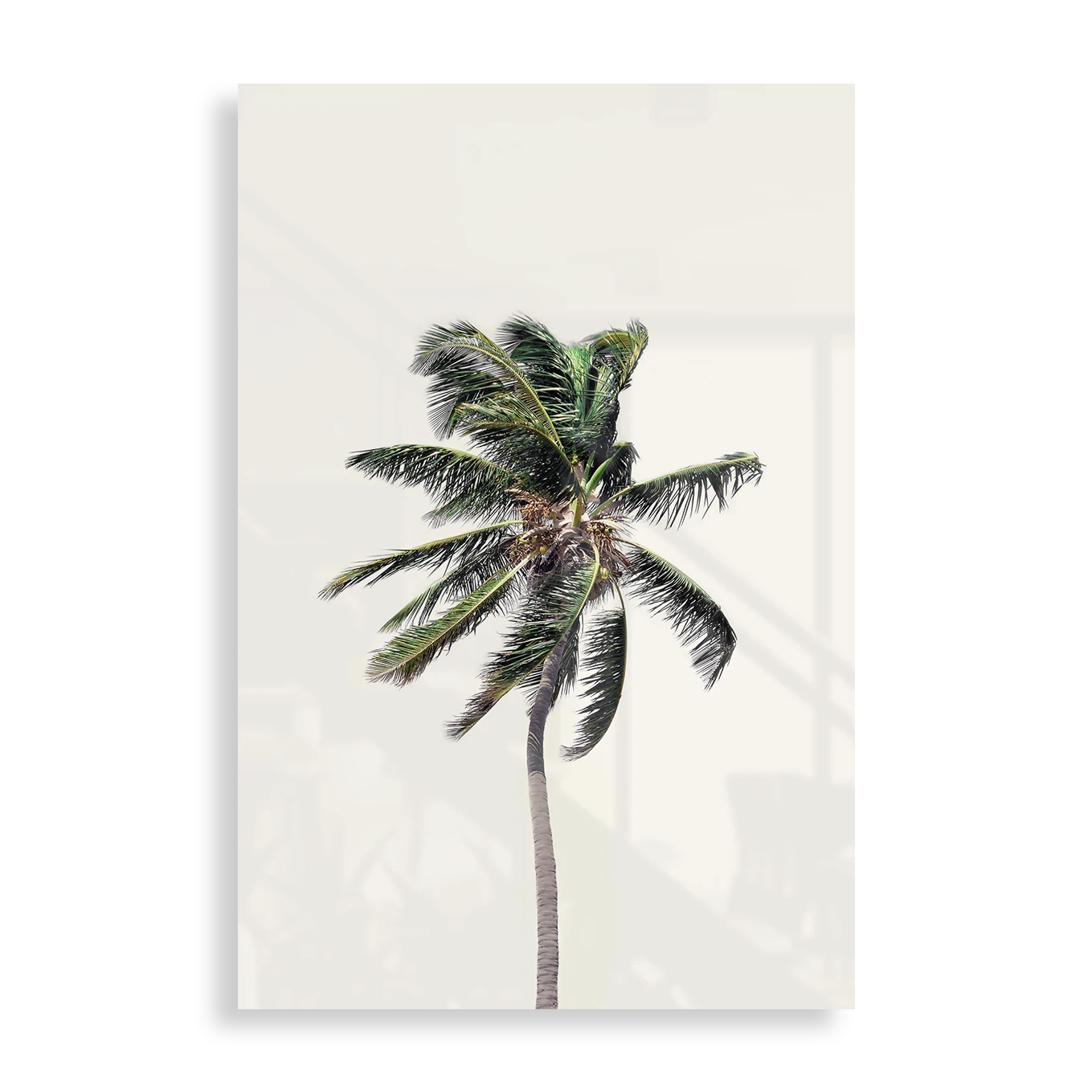 Windy Palm Tree