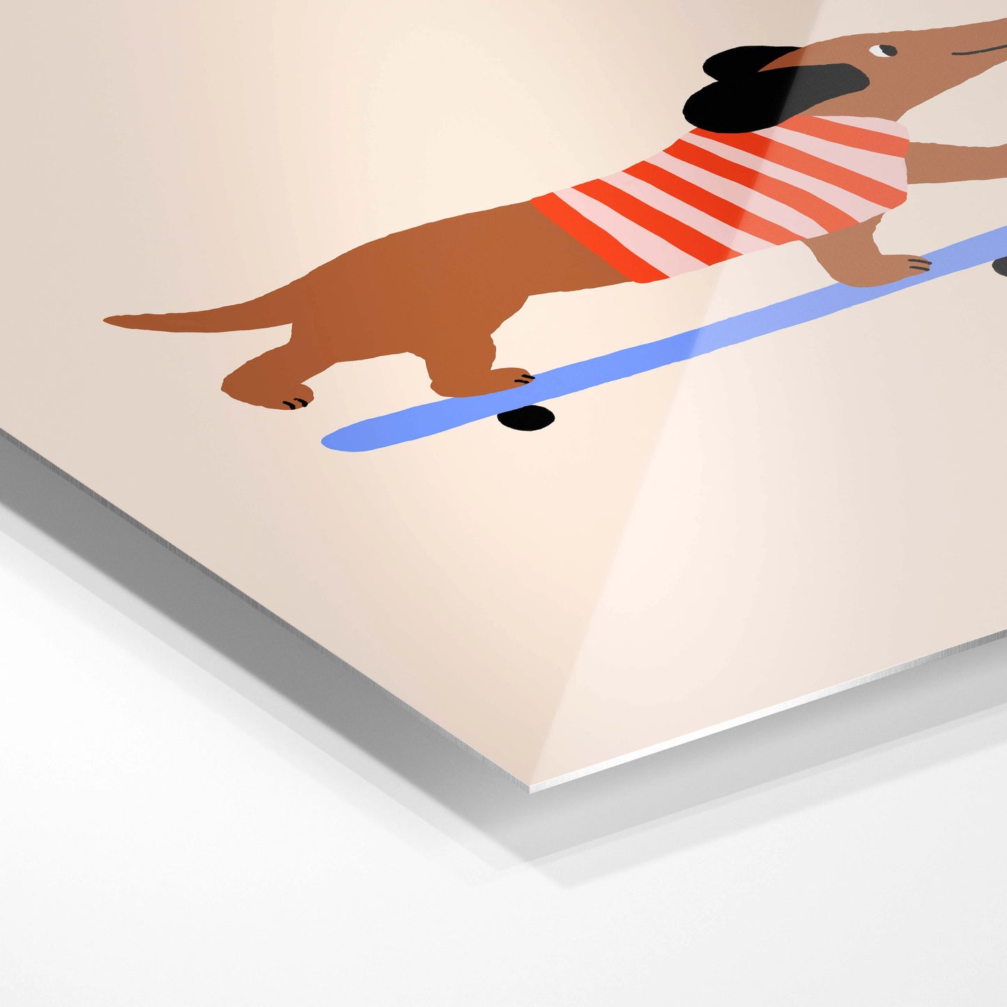 Dachshund on Skateboard