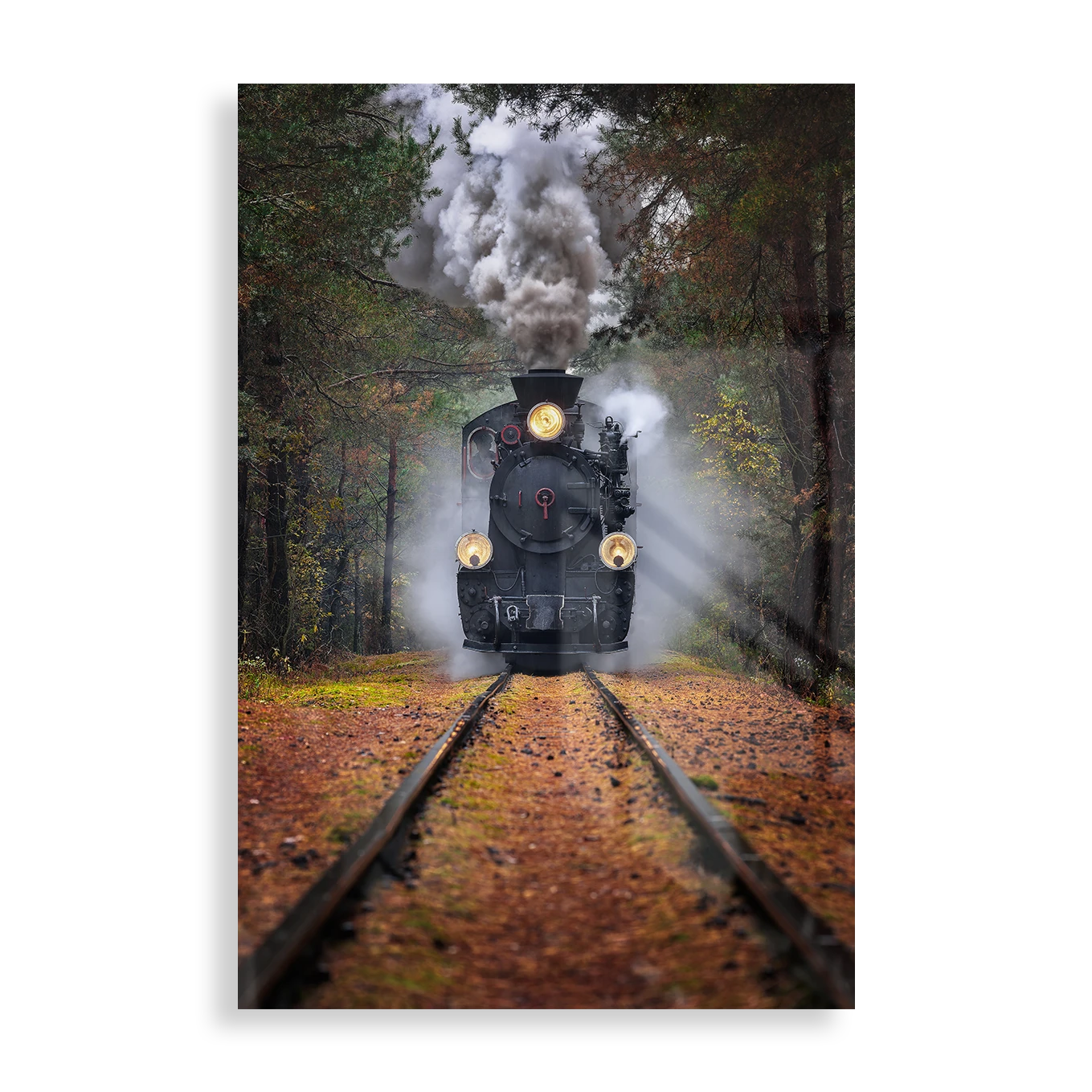 Through the autumn forest