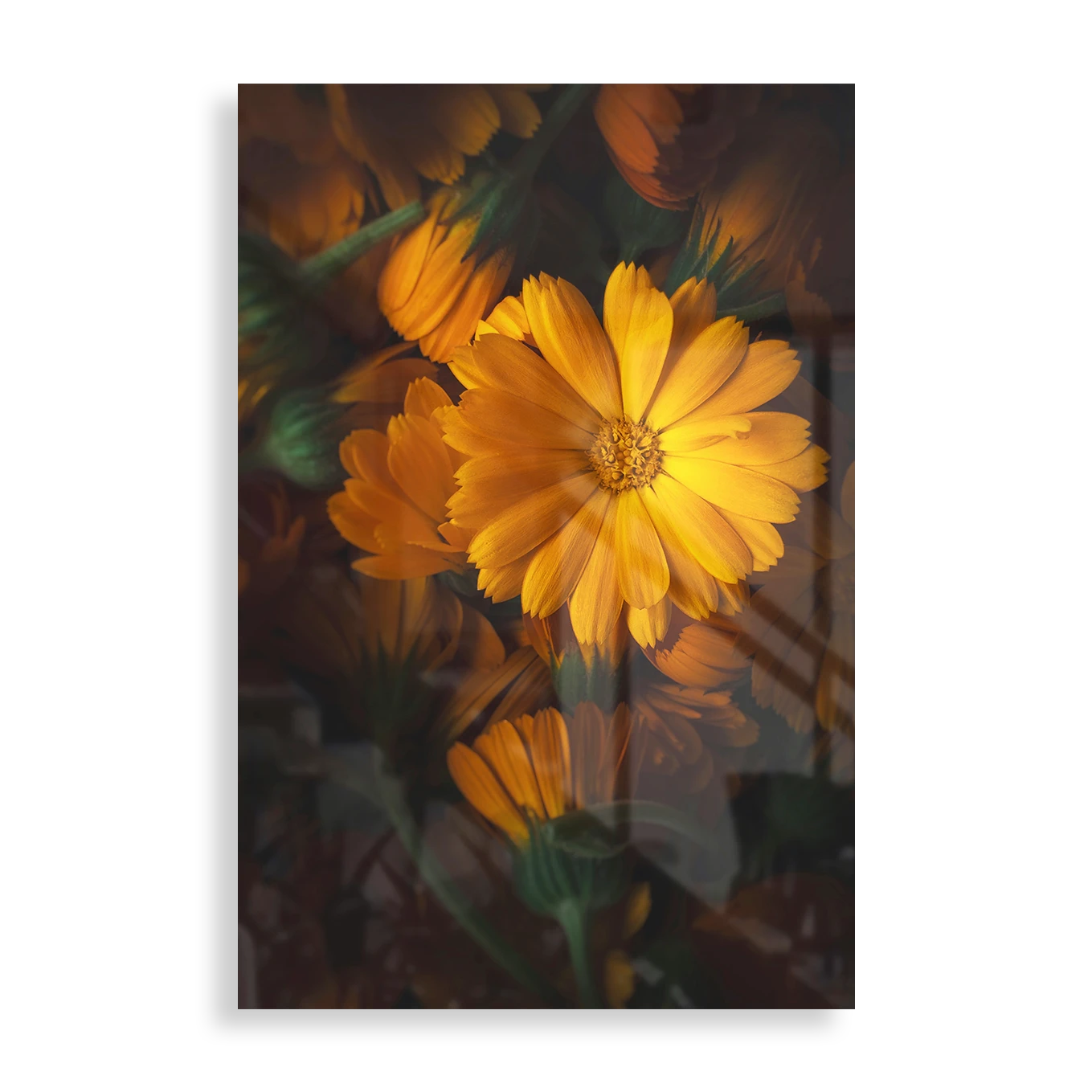 Golden daisy