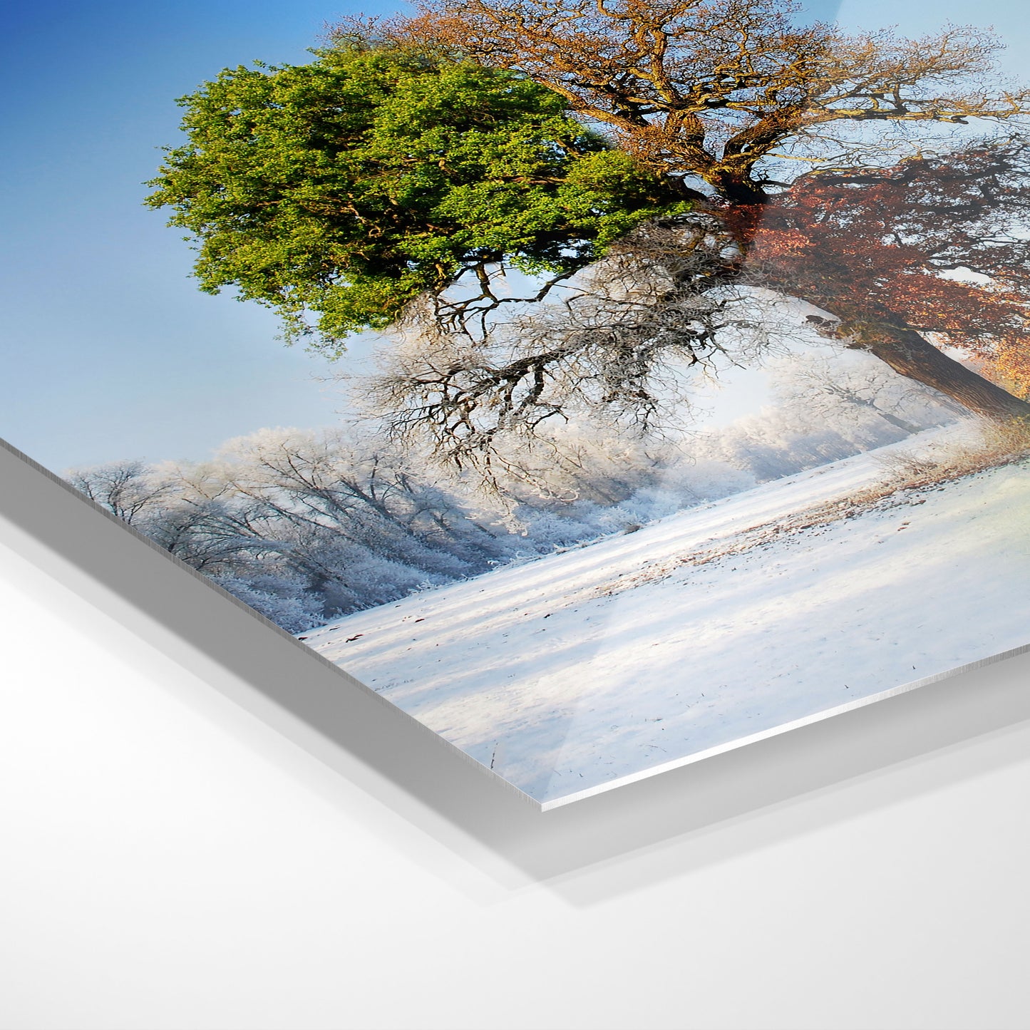 The four seasons tree