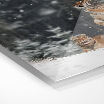 Siberian tigers playing