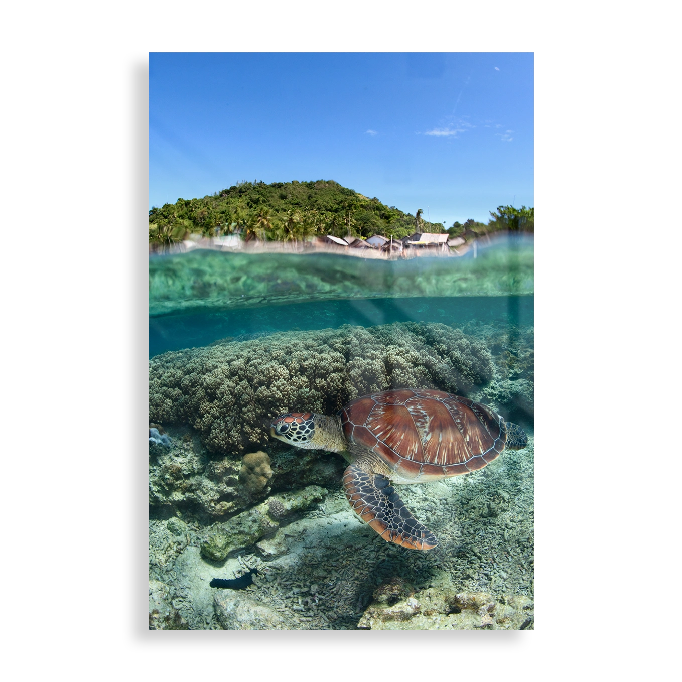 Skildpadde under vand