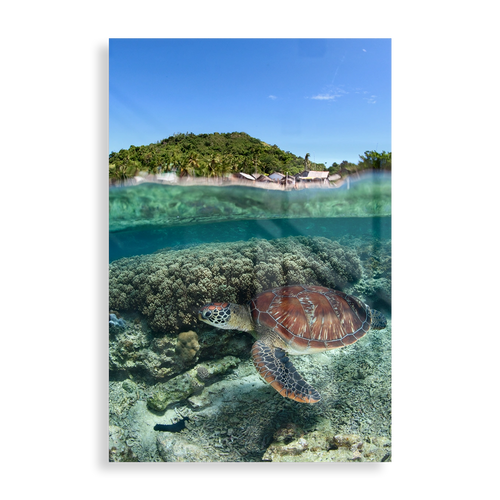 Skildpadde under vand