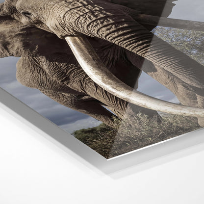 Majestætisk elefant