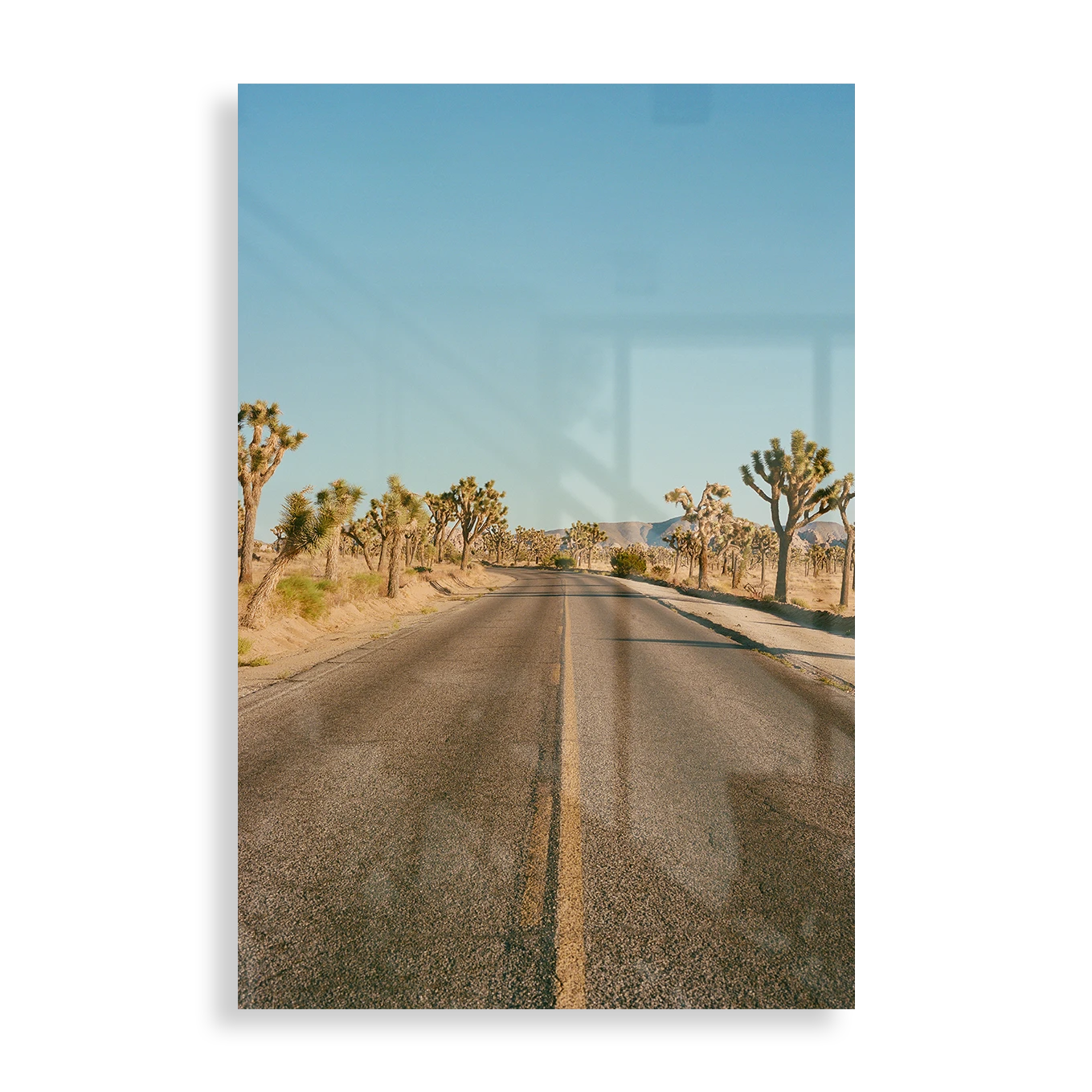 Joshua Tree Road