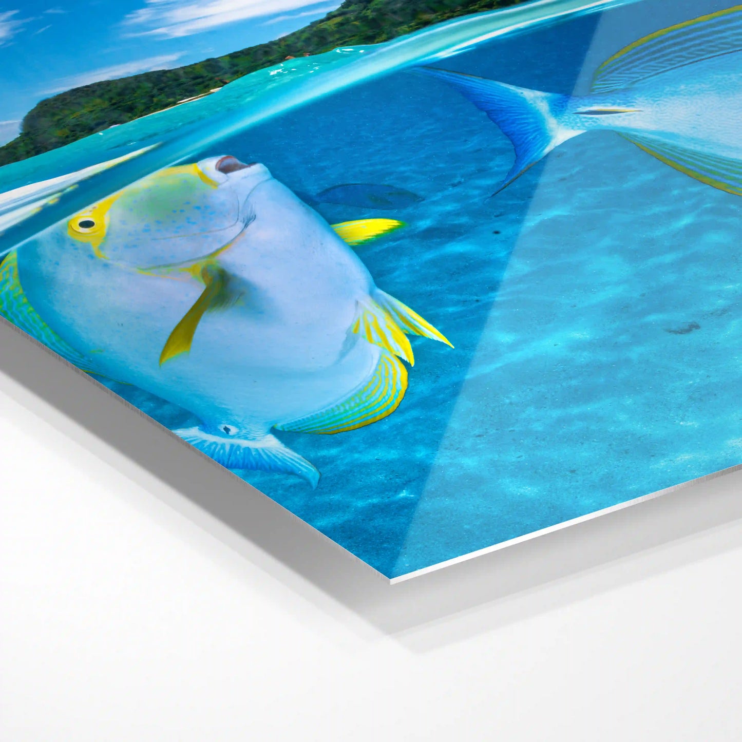 Surgeonfish under water