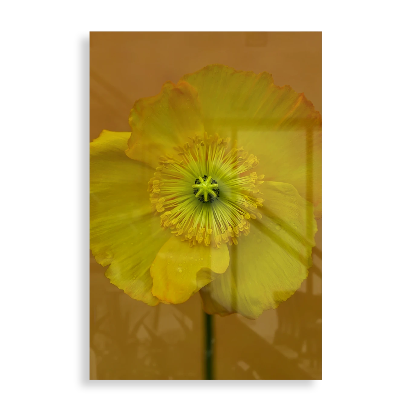 Yellow flower