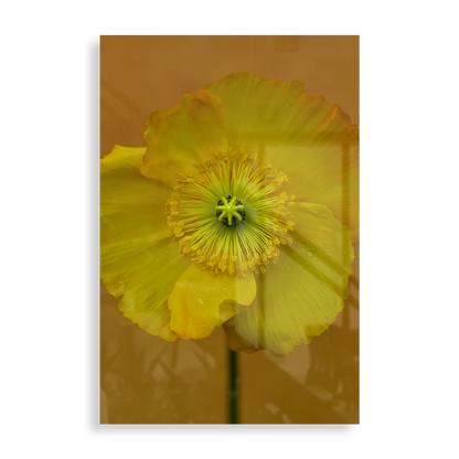 Yellow flower