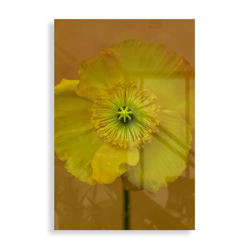 Yellow flower