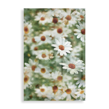 White daisies