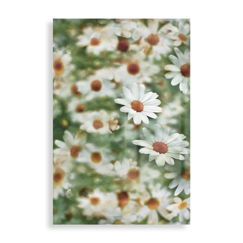 White daisies