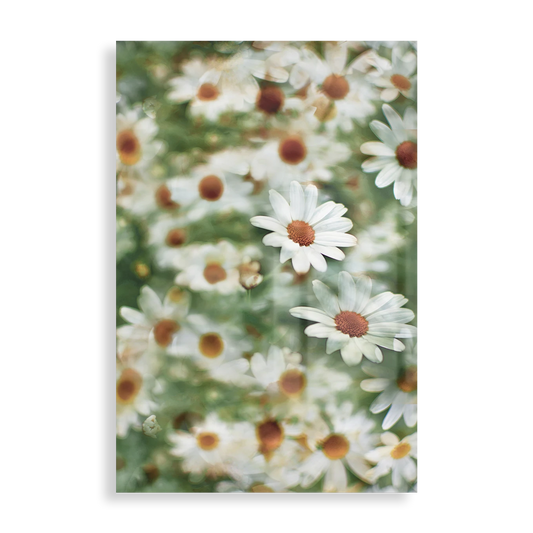 White daisies
