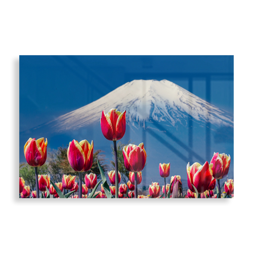 Tulips and Mount Fuji