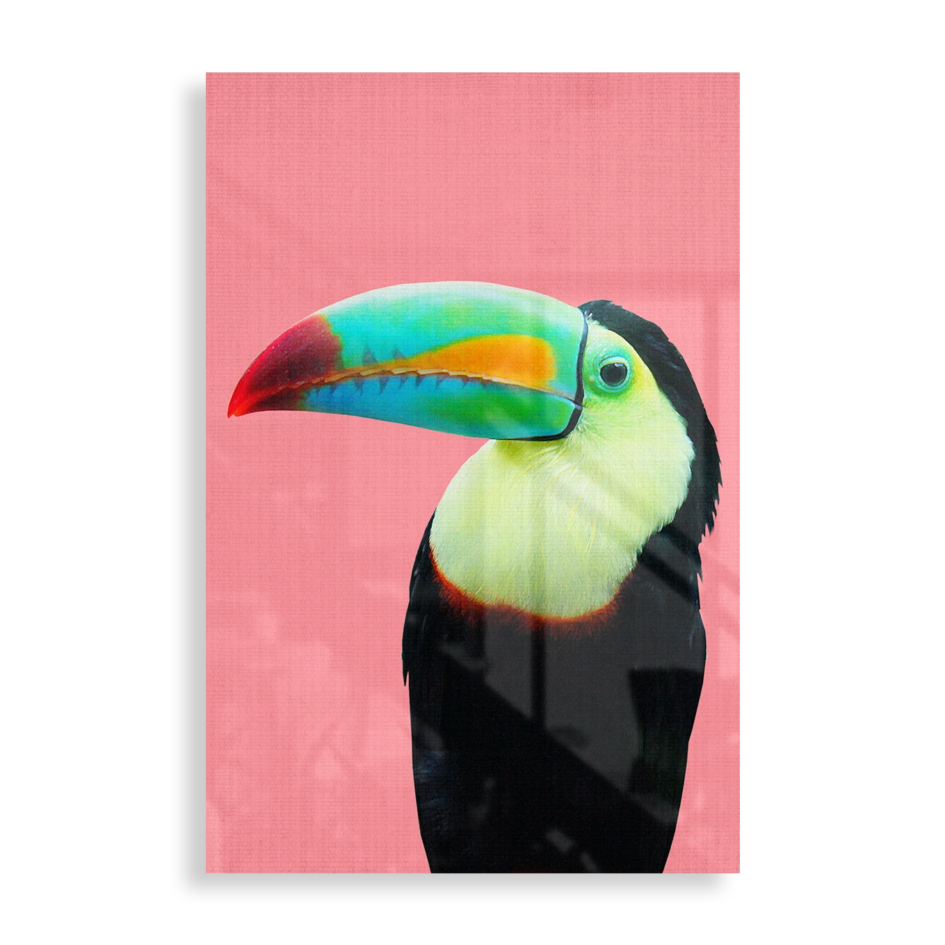 Colorful Toucan