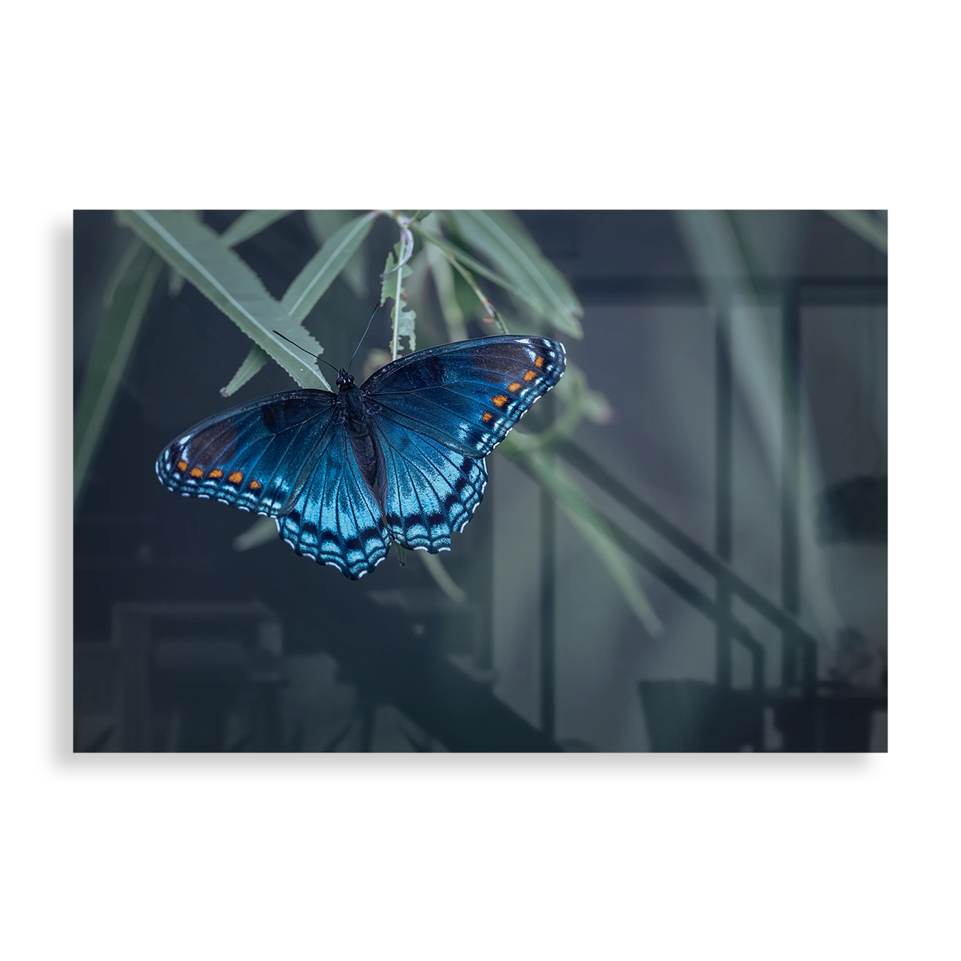 Blue butterfly