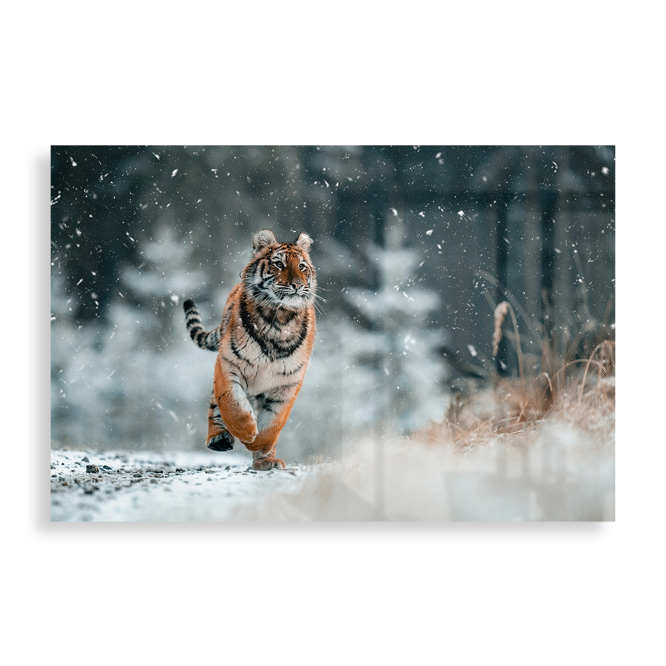 The Siberian tiger