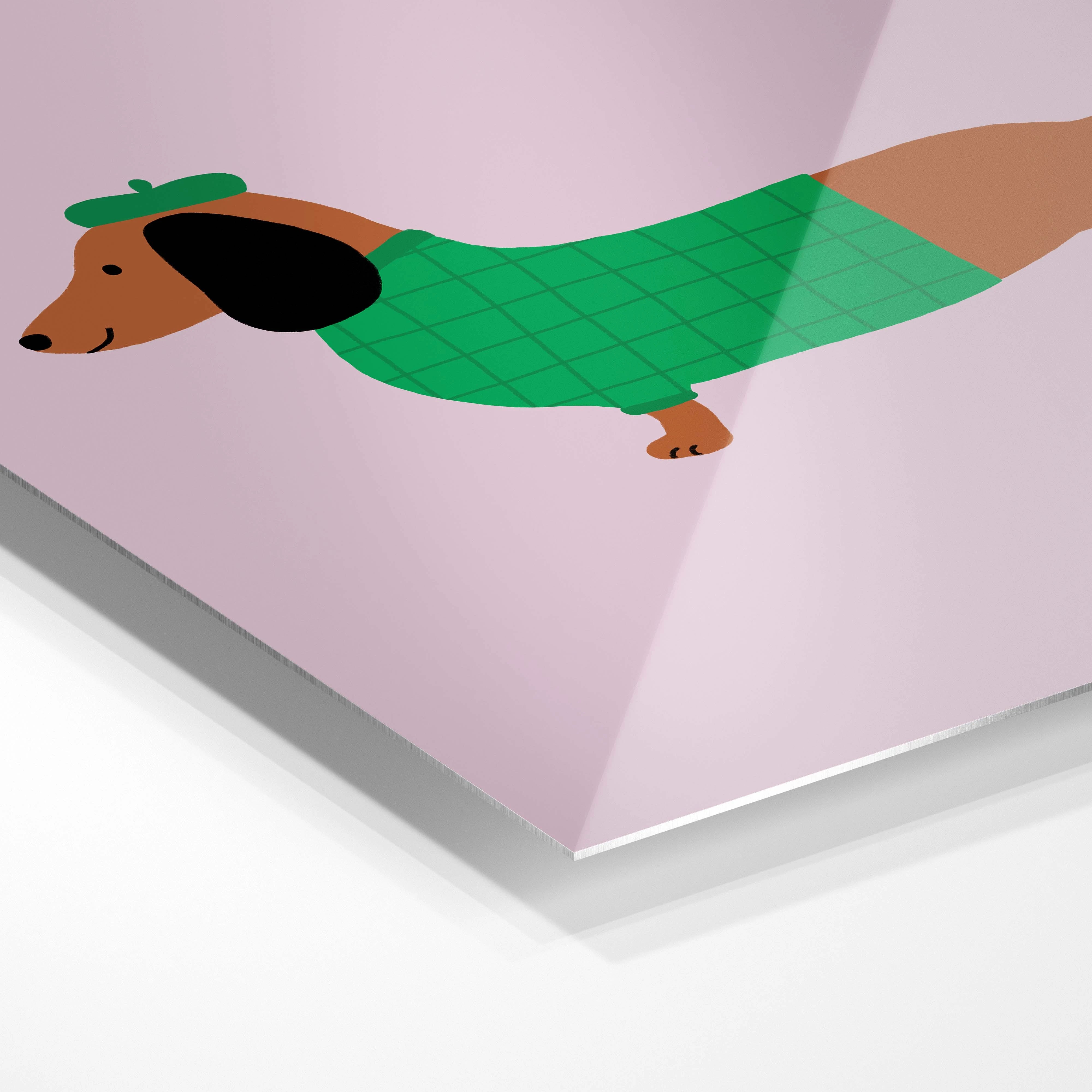 Dressed up Dachshund