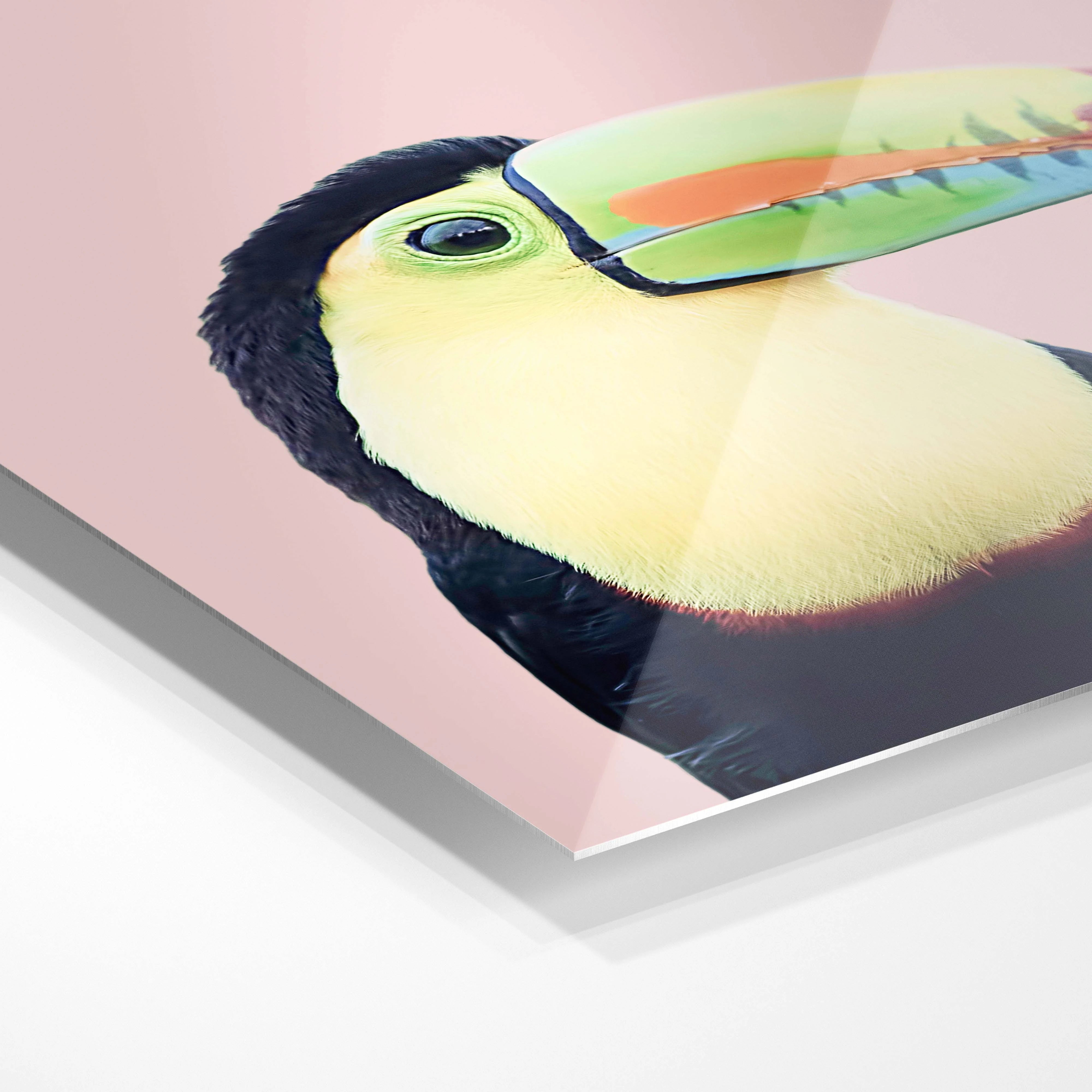 Colourful Toucan