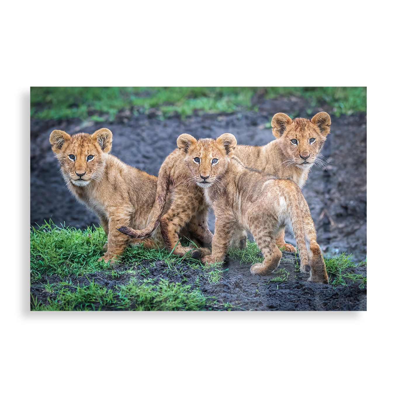 Lion cubs waiting