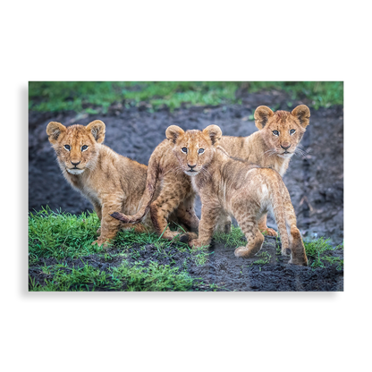 Lion cubs waiting