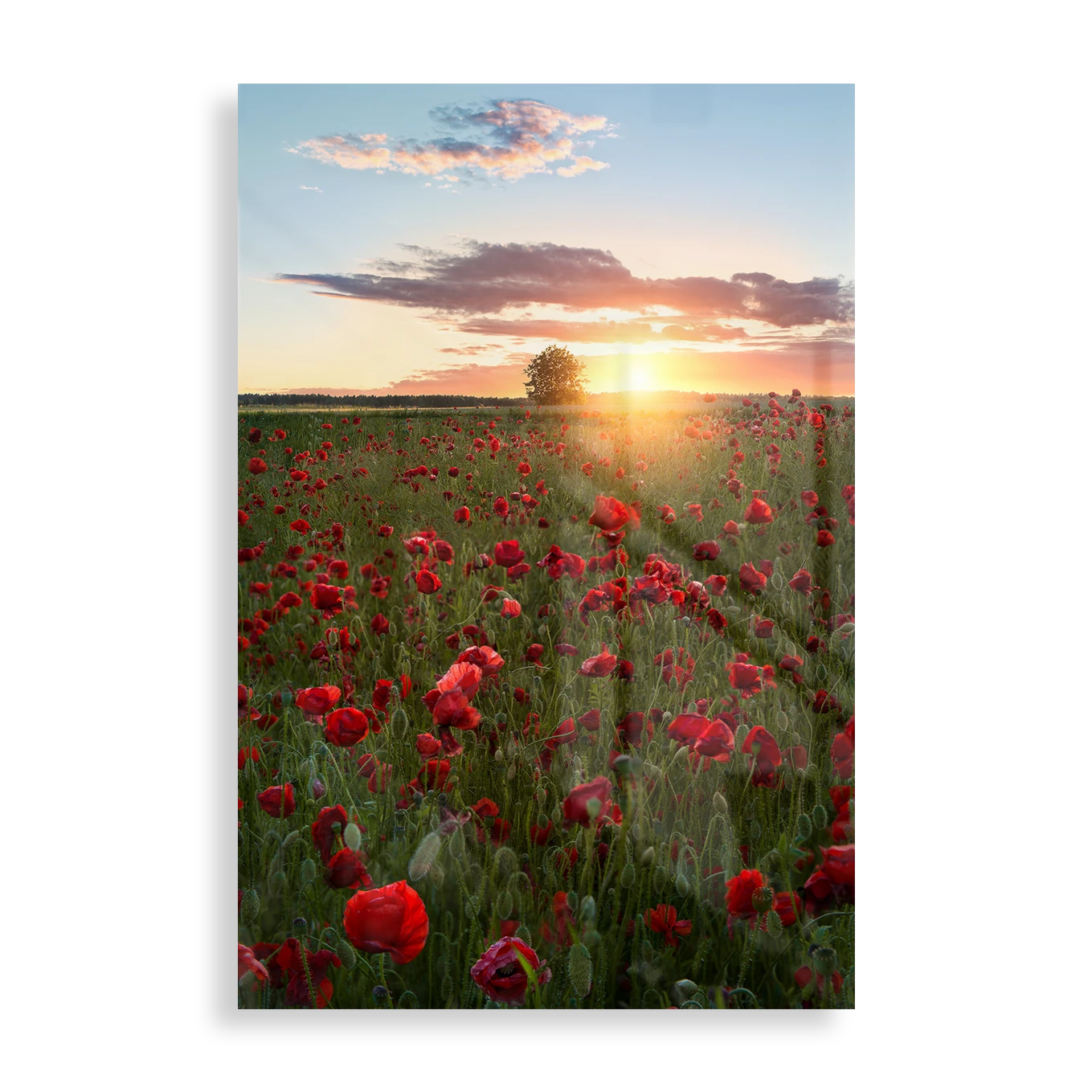 Poppy fields of Sweden