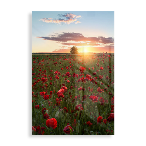 Poppy fields of Sweden