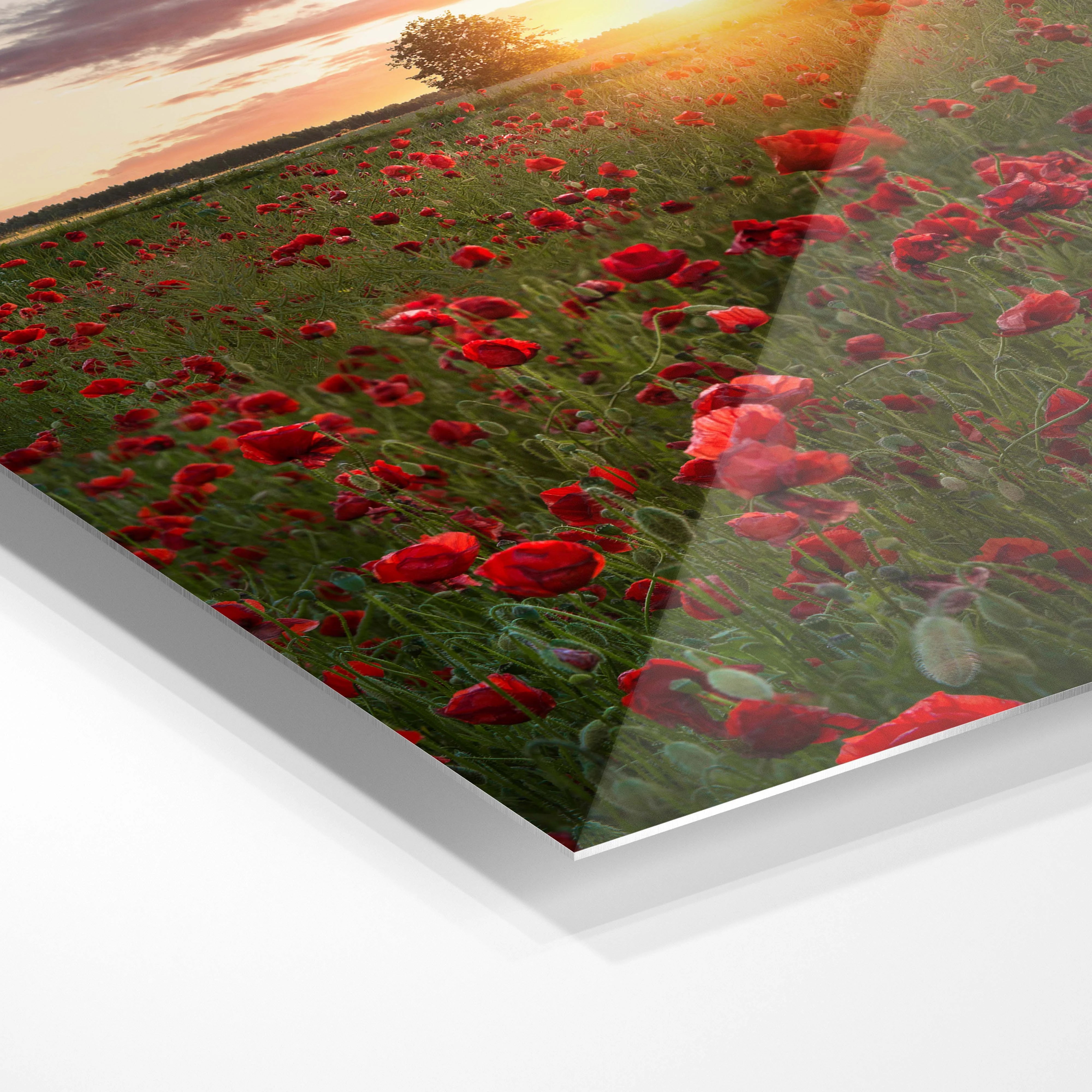 Poppy fields of Sweden